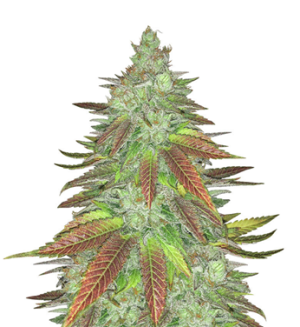 1737490205671.png 1737490205671.png