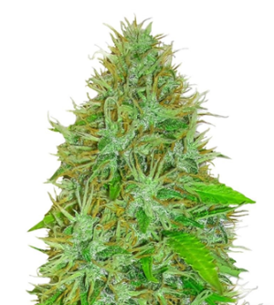 1737490209631.png 1737490209631.png