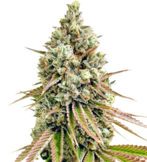 1737533790395.png 1737533790395.png