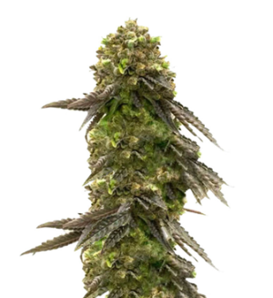 1737533794245.png 1737533794245.png