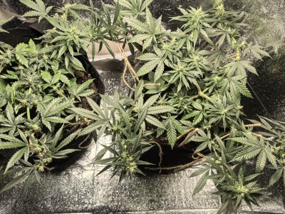 IMG_20250122_180331_1.jpg IMG_20250122_180331_1.jpg