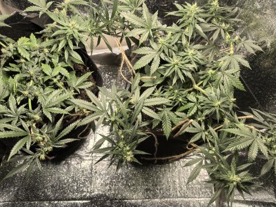 IMG_20250122_180331.jpg IMG_20250122_180331.jpg