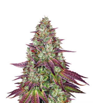 1737621304581.png 1737621304581.png