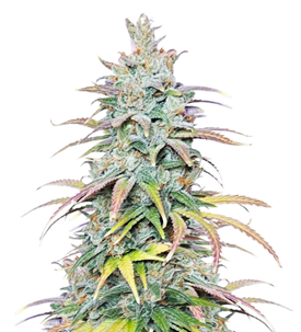 1737621311840.png 1737621311840.png