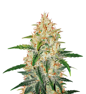 1737621327340.png 1737621327340.png