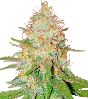 1737621331314.png 1737621331314.png