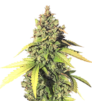 1737621338095.png 1737621338095.png