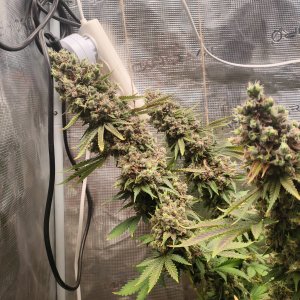 1000012131.jpg 1000012131.jpg