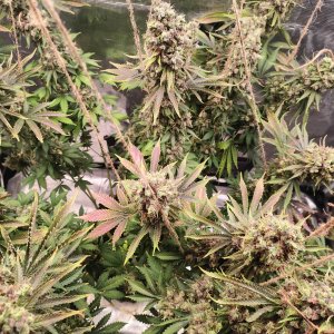 1000012132.jpg 1000012132.jpg