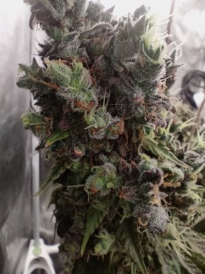 1000012134.jpg 1000012134.jpg