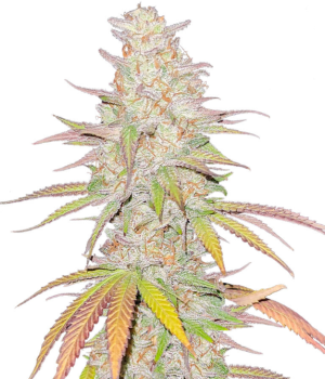 1737631074096.png 1737631074096.png