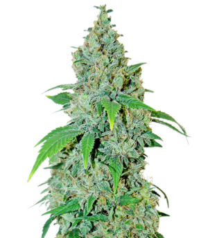 1737631101006.png 1737631101006.png