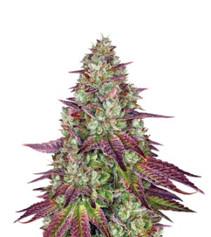 1737654170761.png 1737654170761.png