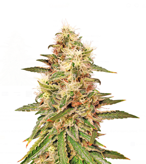 1737654174537.png 1737654174537.png