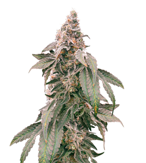 1737654178189.png 1737654178189.png