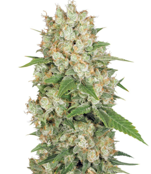 1737734372861.png 1737734372861.png