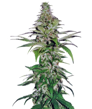 1737734410086.png 1737734410086.png