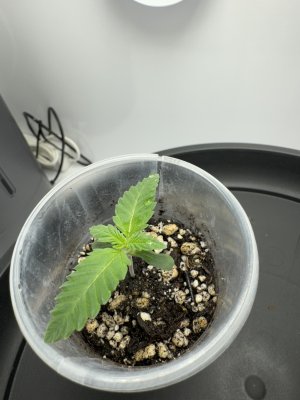 IMG_6851.jpeg IMG_6851.jpeg