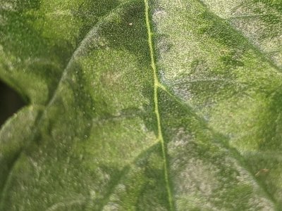 photo_2025-01-25_19-11-47 (2).jpg