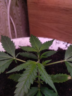 ппп.jpg ппп.jpg