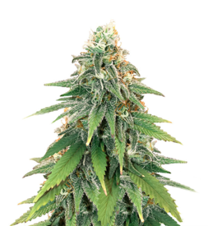 1737994579738.png 1737994579738.png