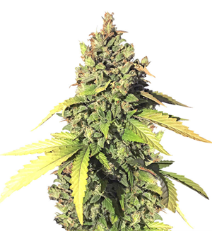 1737994583688.png 1737994583688.png