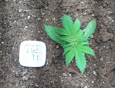 IMG_20250128_004147.jpg IMG_20250128_004147.jpg