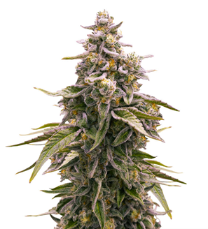 1738257158668.png 1738257158668.png