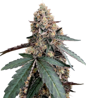 1738417365533.png 1738417365533.png