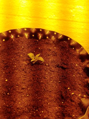 IMG_20250202_081304_217.jpg IMG_20250202_081304_217.jpg