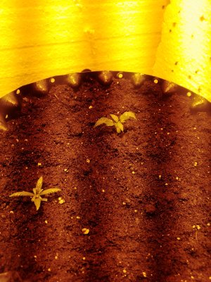 IMG_20250202_081300_304.jpg IMG_20250202_081300_304.jpg