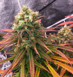 1738586130107.png 1738586130107.png