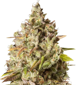 1738687114010.png 1738687114010.png