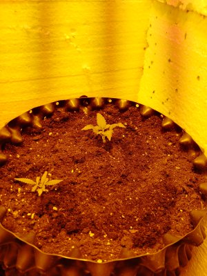 IMG_20250204_194047_794.jpg IMG_20250204_194047_794.jpg