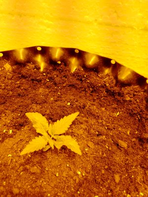 IMG_20250204_194044_442.jpg IMG_20250204_194044_442.jpg