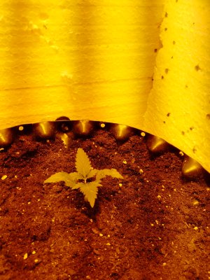 IMG_20250204_194039_797.jpg IMG_20250204_194039_797.jpg