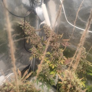 1000012331.jpg 1000012331.jpg