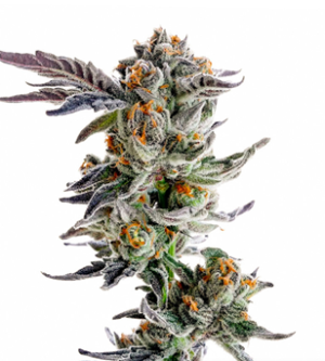 1738839451899.png 1738839451899.png