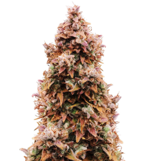 1738839455737.png 1738839455737.png