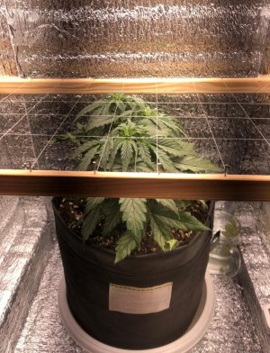 IMG_20250209_123834.jpg IMG_20250209_123834.jpg