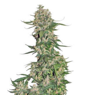 1739099420021.png 1739099420021.png