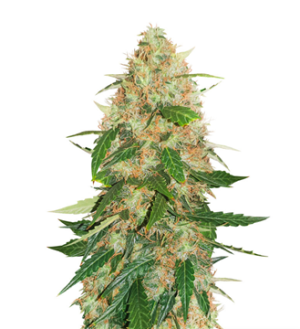 1739099425354.png 1739099425354.png