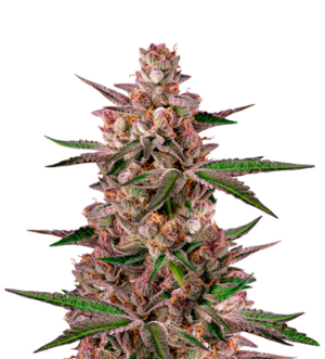 1739099430131.png 1739099430131.png