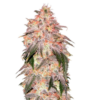 1739133437024.png 1739133437024.png