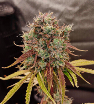 1739295587985.png 1739295587985.png