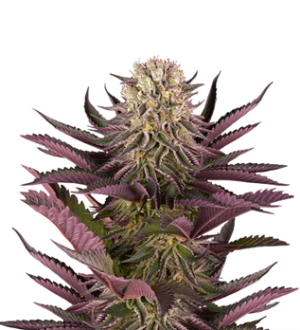 1739444683824.png 1739444683824.png