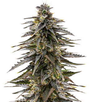 1739531316138.png 1739531316138.png