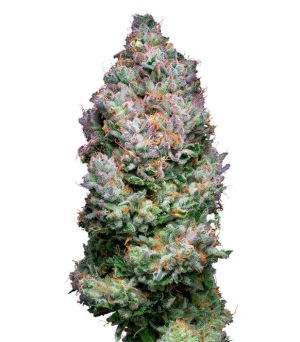 1739610095709.png 1739610095709.png