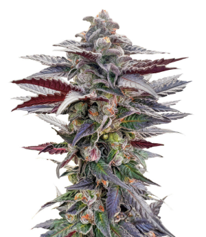 1739610250835.png 1739610250835.png