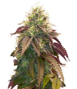 1739610571032.png 1739610571032.png